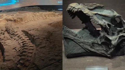 自贡恐龙博物馆