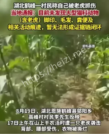 老虎袭击