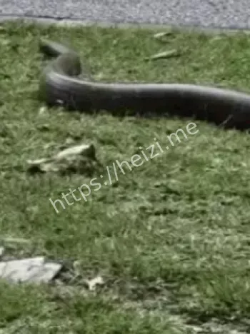 广州小区蛇群泛滥