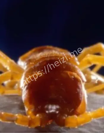 550万年隔离化能生态系统