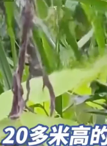 绳索缠颈事故成因