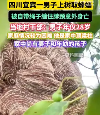 取蜂蛹事故