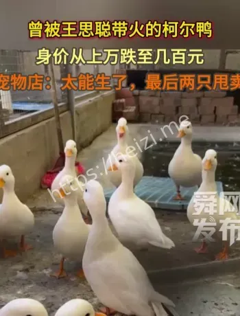 柯尔鸭价格暴跌