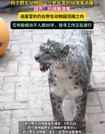 西宁雪豹闹闹逃逸