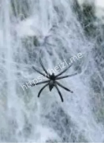 埃斯佩兰萨蜘蛛迁徙