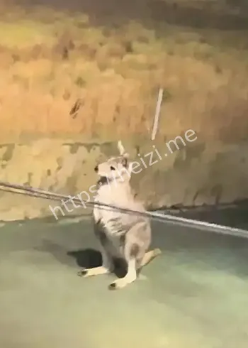 沈阳室内动物园争议