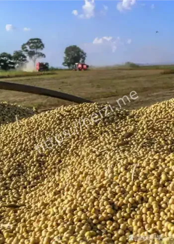 美国豆农贸易战