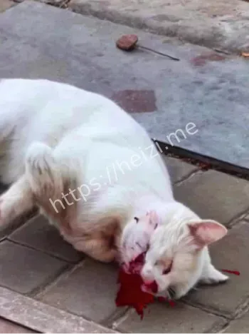 动物保护法呼吁严惩