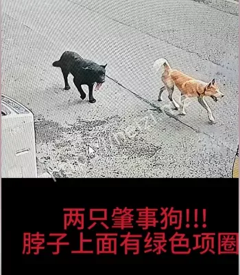 车被狗啃碎