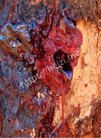 索科特拉岛龙血树