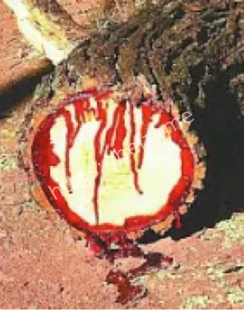 地球外星植物园龙血树奇观