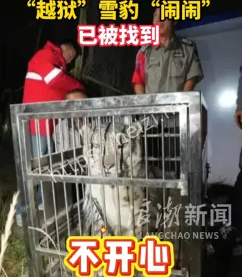 越狱雪豹闹闹