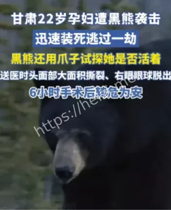 甘肃黑熊伤人进展