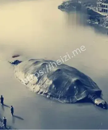 巨鳖神秘消失真相
