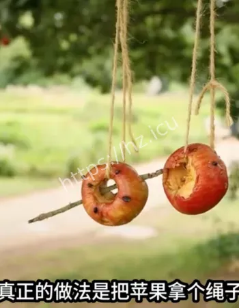 牢A沈逸三妹连线