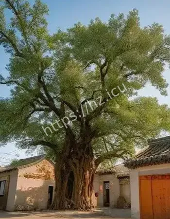 参与者接连离奇死亡