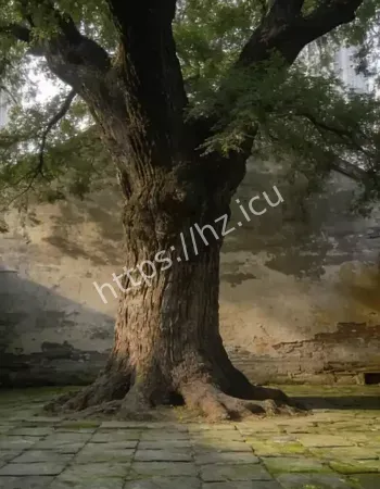 千年老槐树被砍之后