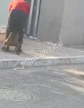 东北比特犬咬人事件